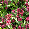 Sedum breweri - x Glen Chantry - Sedum, Stonecrop - 2nd Image